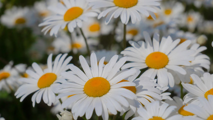 Chamomiles in the summer field close-up