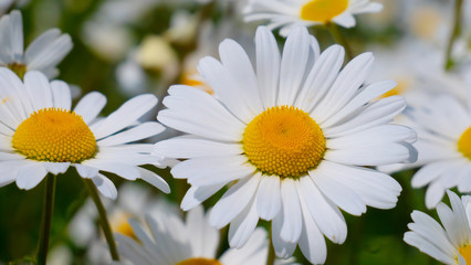 Obraz premium Chamomiles in the summer field close-up
