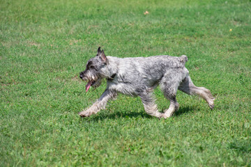 Cute mittelschnauzer or standard schnauzer is running on a green grass in the park. Pet animals.