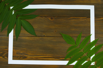 A few green branches of vinegar tree and white frame on a wooden boards background with space for text, top view, flat lay. Nature border concept.