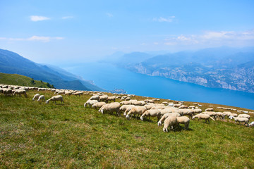 Herd of sheep grazing on the plateau of  Monte Baldo above Lake Garda (Lago di Garda or Lago Benaco), Malcesine, Lombardy, Italy.