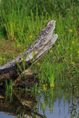 rotten tree trunk and treacle mustard or wormseed wallflower in the wetland