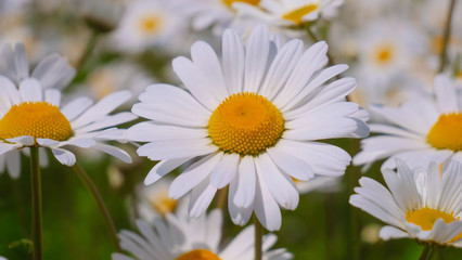 Obraz premium Chamomiles in the summer field close-up