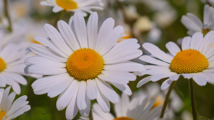 Obraz premium Chamomile flowers in the summer field
