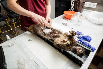Sterilization of a cat. Preparation for abdominal surgery. Veterinary cat surgery, urolithiasis.