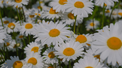 Chamomile flowers in the summer field