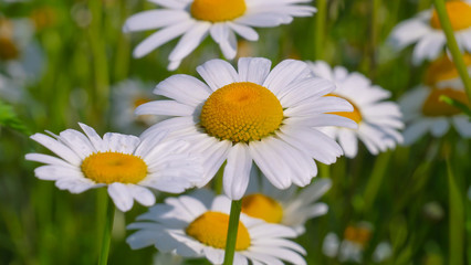 Fototapeta premium Chamomiles in the summer field close-up