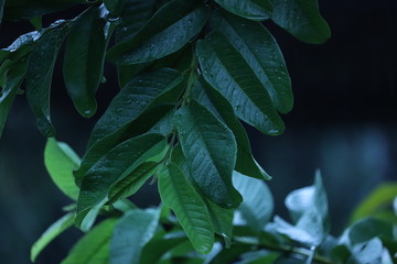 Green leaves of tree while raining in background