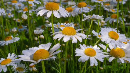 Chamomiles in the summer field close-up