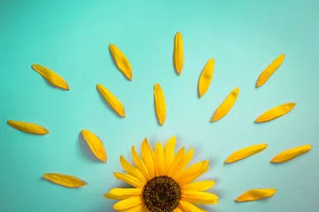 Poster Creative layout made of sunflower and petals on bright blue background. Flat lay © Marija