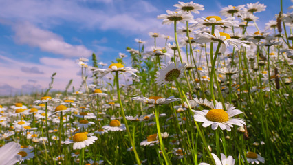 Chamomile flowers in the summer field