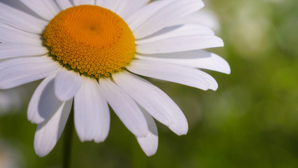 Chamomile flowers in the summer field