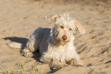 Hund im Abendlicht in der Sandkuhle