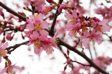 長徳寺のオカメ桜