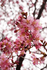 長徳寺のオカメ桜