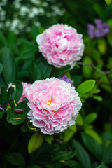 huge pink peony flower on the background of leaves.