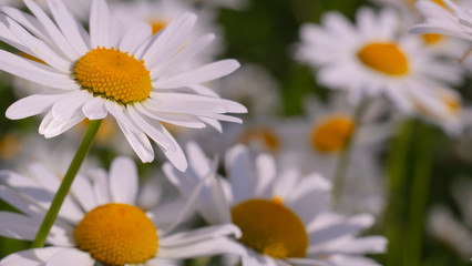Chamomiles in the summer field close-up
