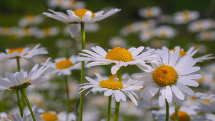 Chamomile flowers in the summer field