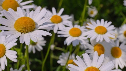Chamomiles in the summer field close-up