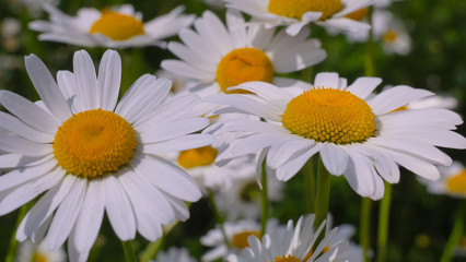 Fototapeta premium Chamomiles in the summer field close-up