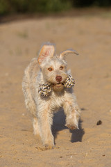 Hund im Abendlicht in der Sandkuhle