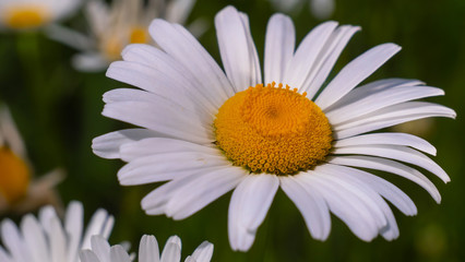 Chamomiles in the summer field close-up