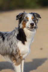 Hund im Abendlicht in der Sandkuhle