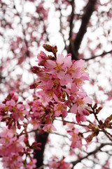 Obraz premium 長徳寺のオカメ桜