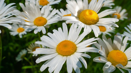 Chamomiles in the summer field close-up