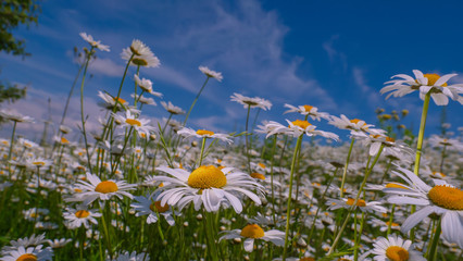 Chamomiles in the summer field close-up