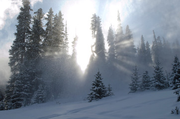 Fototapeta na wymiar Snow and Sun in the Trees