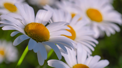 Obraz premium Chamomiles in the summer field close-up