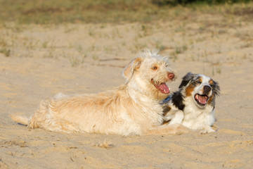 Hund im Abendlicht in der Sandkuhle
