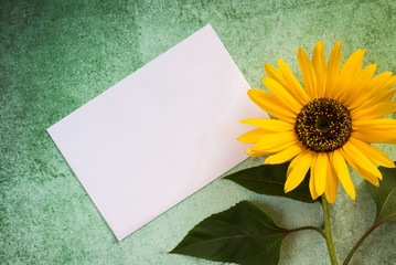 Sunflowers on rustic green background with blank white card. Flat lay, top view minimal floral composition. Retro style