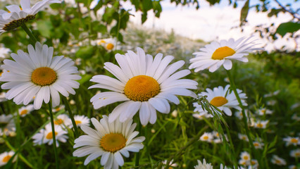 Chamomiles in the summer field close-up