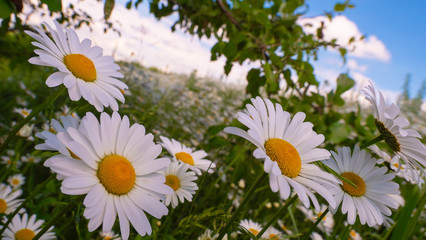 Chamomiles in the summer field close-up