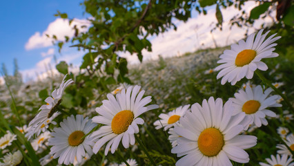Obraz premium Chamomiles in the summer field close-up