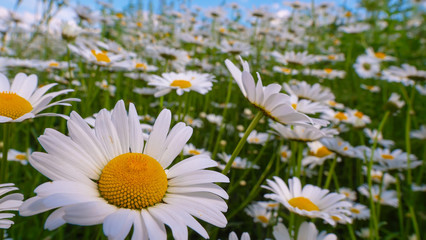 Chamomiles in the summer field close-up