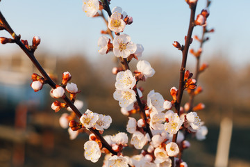 Ecological fruit trees of apricot bloom beautifully on a farm in Moldova