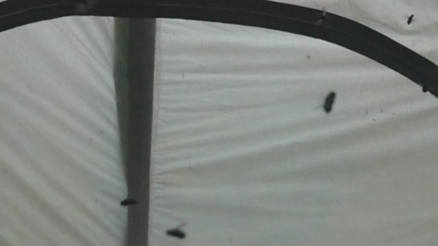 Oriental housefly (Musca vicina) stuffed into the tent and fly without finding a way out (like a flock of helicopters). Super slow motion 1000 fps