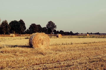 Freshly rolled hay bales in a field in Ukraine