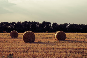 Freshly rolled hay bales in a field in Ukraine