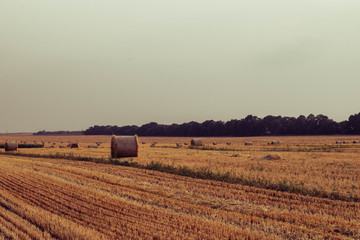 Fototapeta na wymiar Freshly rolled hay bales in a field in Ukraine