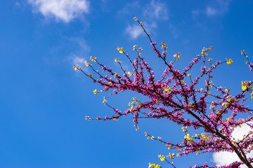 Rama de un árbol con flores y el cielo azul de fondo.