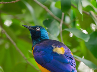 The Superb Starling (Lamprotornis superbus)