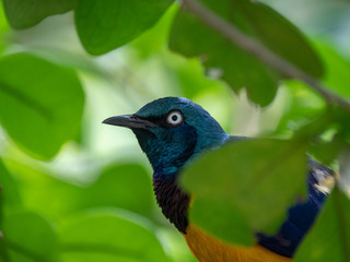The Superb Starling (Lamprotornis superbus)