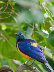 The Superb Starling (Lamprotornis superbus)