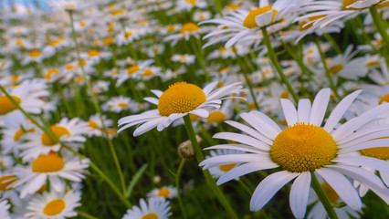 Chamomiles in the summer field close-up