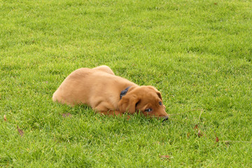 Rot brauner junger Labrador Welpe liegt im Gras