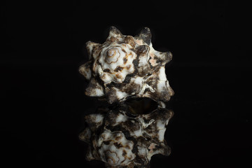One whole mollusc shell with dark spikes isolated on black glass